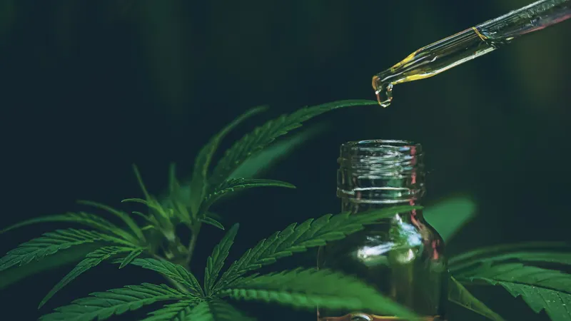 Cannabinoide: THC, CBD und ihre Unterschiede