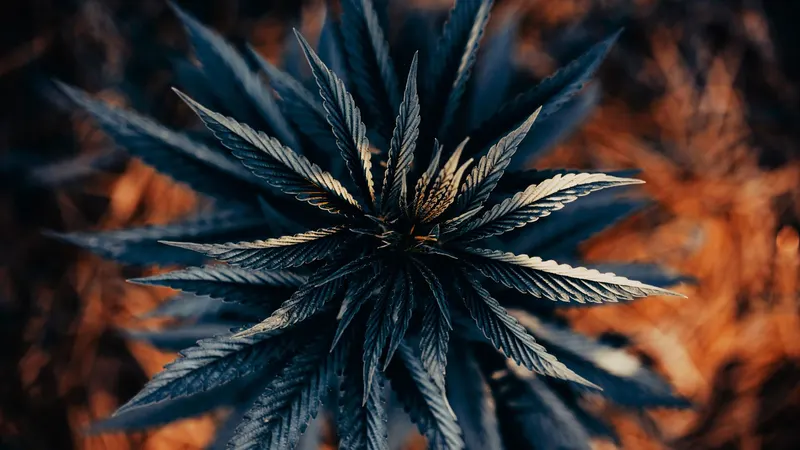 Was ist PGR-Grass und wie erkennt man es?