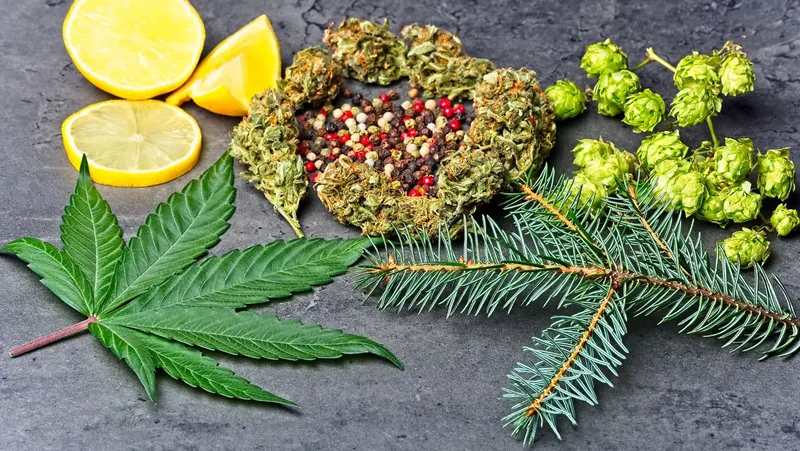 Terpene in Cannabispflanzen: Rolle und positive Eigenschaften